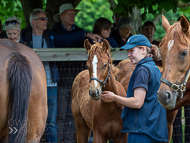 KS300622-25 - Cupboard Love's foal by Territories